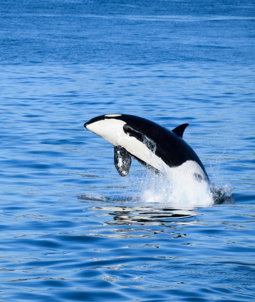 Orca Whale 
