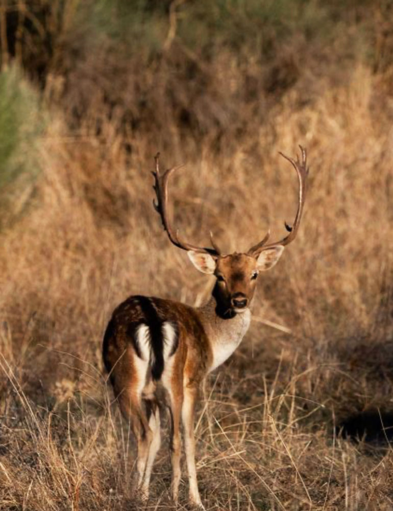 Herdade dos Abegões wild deer 