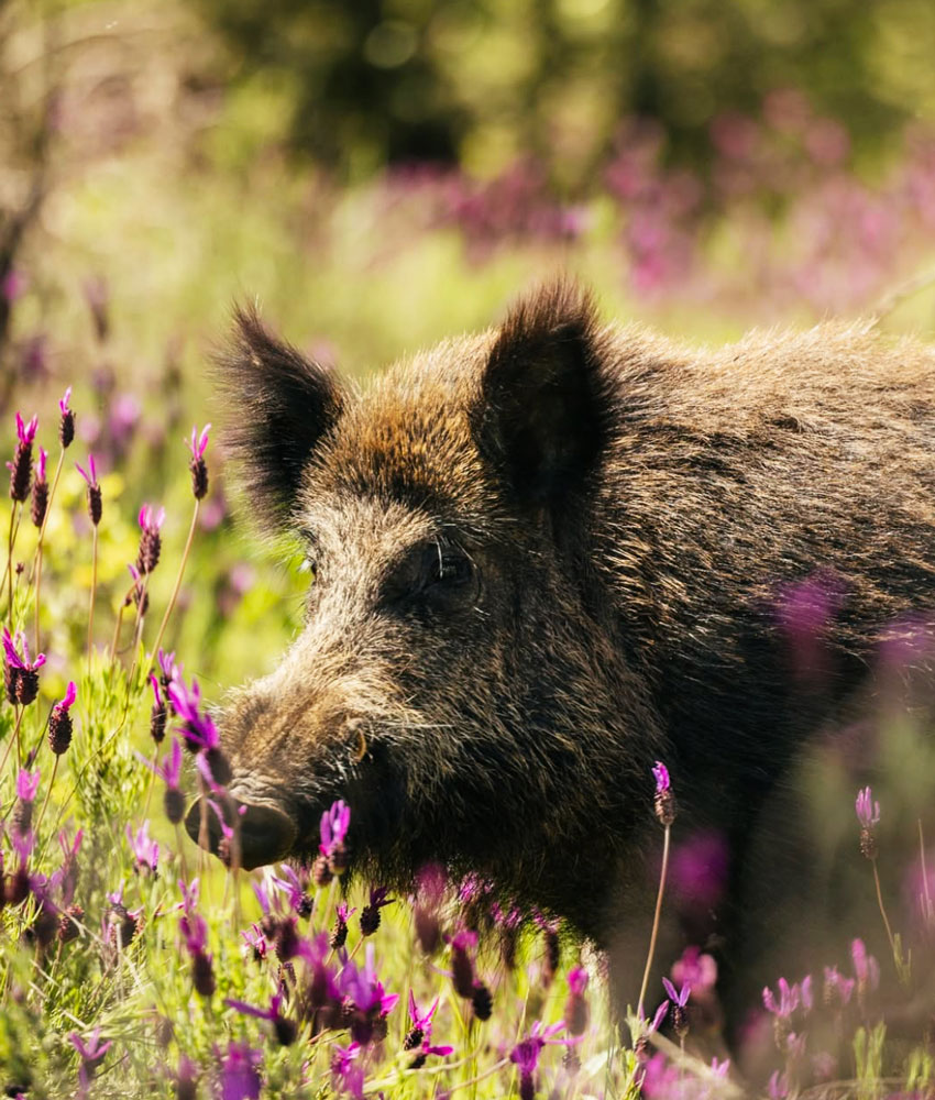 wild boar in flowers 