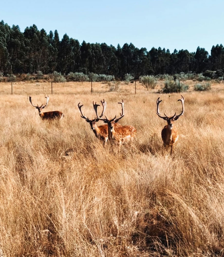 wild deer 